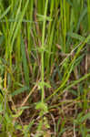 Piedmont bedstraw